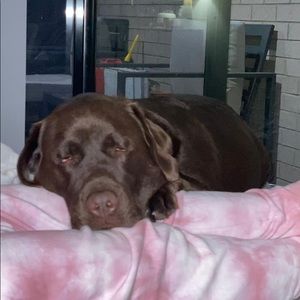 Meet your Posher, Lisa